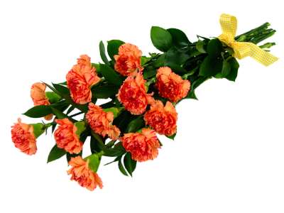 http://www.clareflorist.co.uk/ProdImages/flowers/carnation_orange_1.jpg