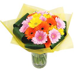 Gerbera Colours Available