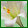 Lily Selection range 