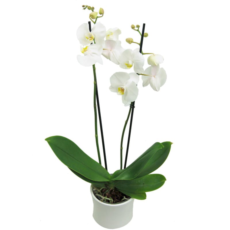 White Phalaenopsis Orchid Plant | Stylish Orchids for the Modern Home ...