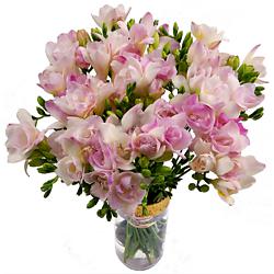 Freesia Delivered Next Day  Freesias by Post with Clare Florist