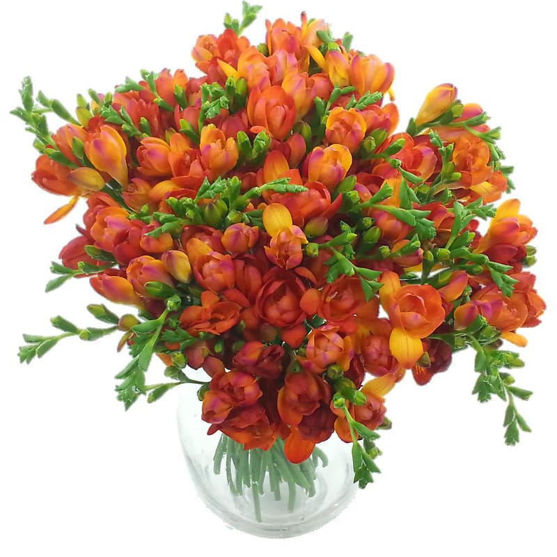 Red Meadows Freesia Bouquet  Deluxe Freesia flower bouquet express 