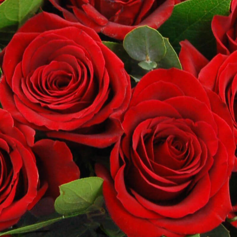 Send 24 Red Roses Members Offer | 2 Dozen Red Roses Delivered Next Day ...