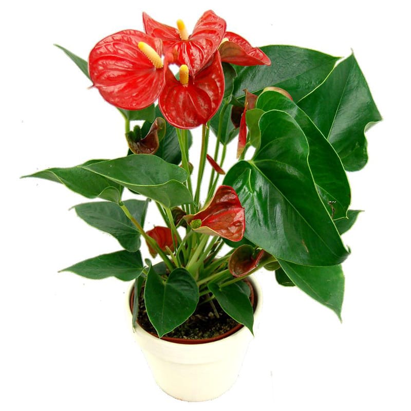 Anthurium Plant Fresh Plant for Next Day Delivery by