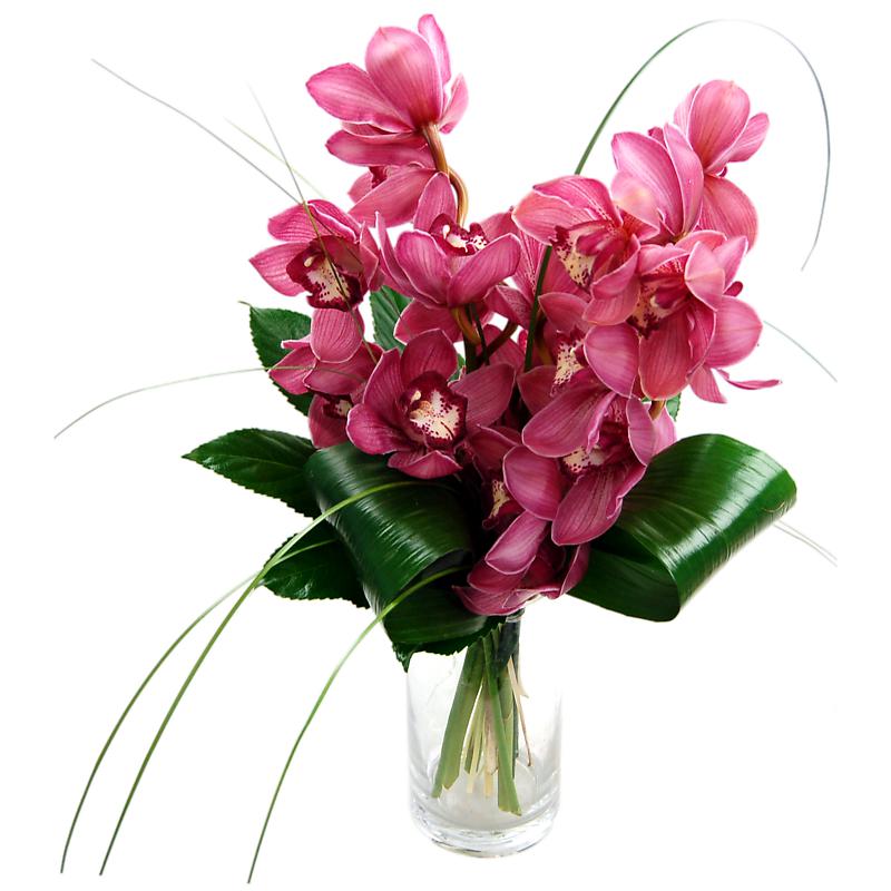 Send Pink Cymbidium Collection - UK Next Day Delivery by Clare Florist