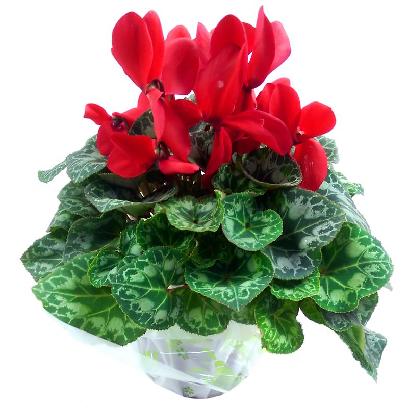 Red Cyclamen Indoor Plant - Next Day Delivery from ClareFlorist