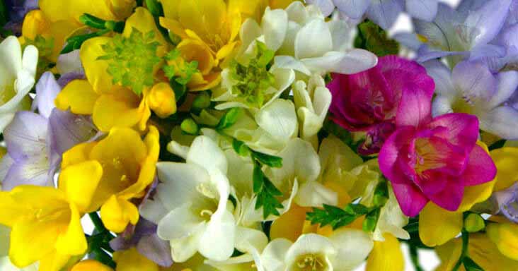 8 Fascinating Freesia Facts