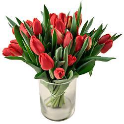 30 Red Tulips