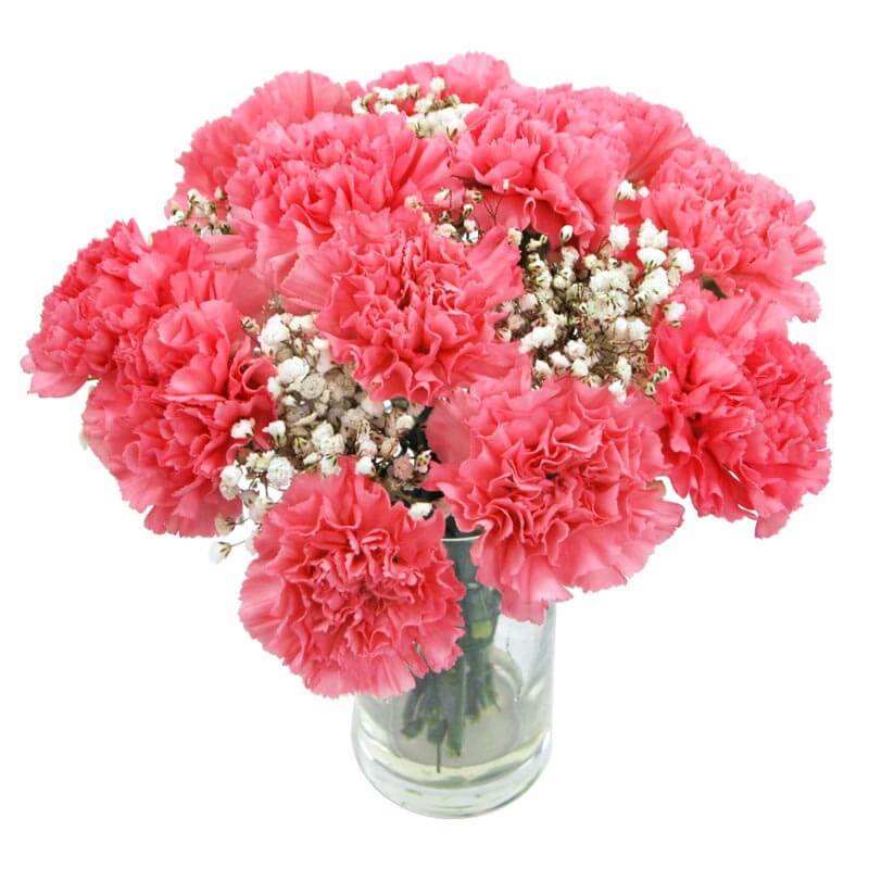Image of Pink Carnations