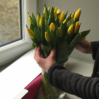 20 Yellow Tulips